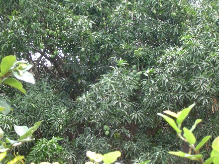 Large Mango Tree